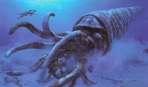 Cameroceras ("chambered horn"), was a giant orthoconic cephalopod that ...