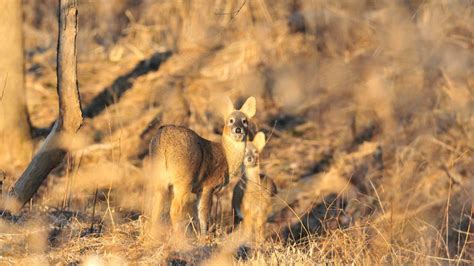 Watch CBS Mornings: Wildlife thrives in the Korean demilitarized zone - Full show on CBS