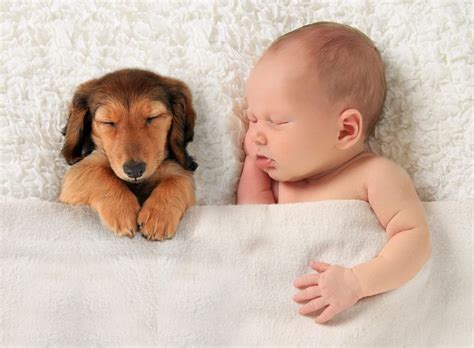 Adorable Baby & Dog Poster, Babies and Puppies poster-05 (12x16 ...