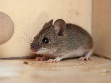 House Mice vs Deer Mice | The Differences Between Mice In CO