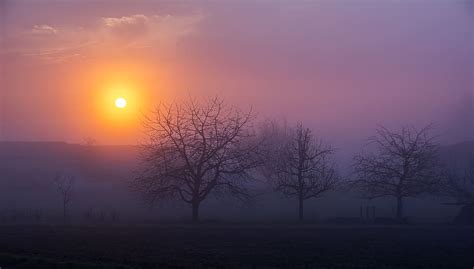 HD wallpaper: sunrise, morning, fog, foggy, trees, nature, landscape ...