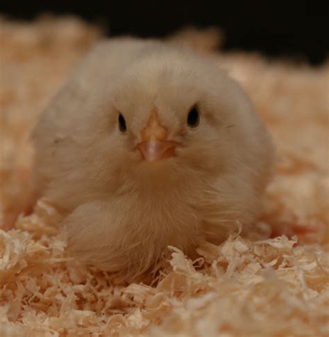 Are Japanese bantams broody and do they make good mothers?