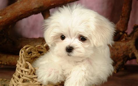 maltese cute puppy | cute puppy pictures | cute dogs pictures | cute ...