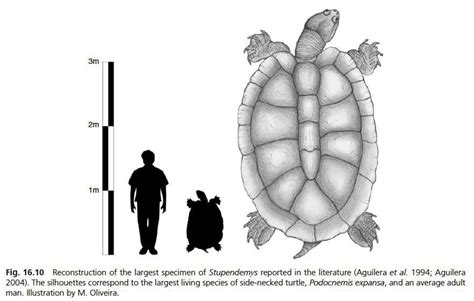 Stupendemys: largest turtle ever : Naturewasmetal