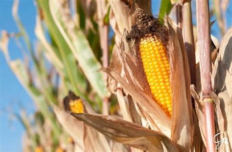 Harvesting Sweet Corn: When And How To Harvest Sweet Corn | Gardening is Great