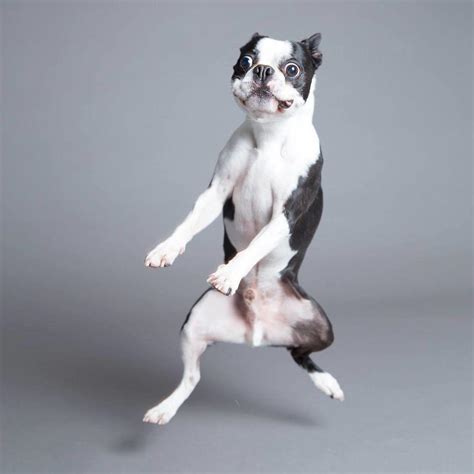 19 Goofy Dog Photos For A Bright Friday - Gallery | eBaum's World