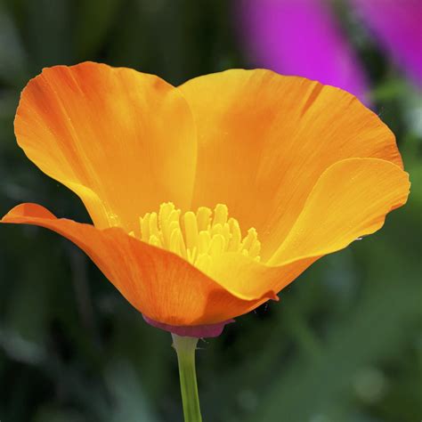 California Poppy (Eschscholzia) - Stover Seed since 1922