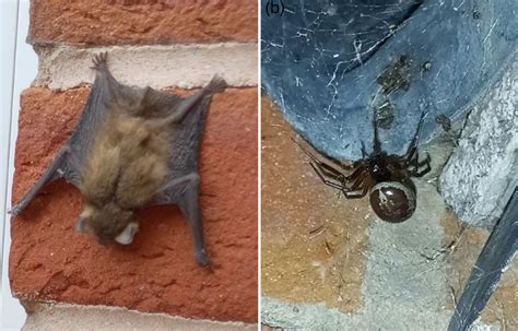 Bat-eating spider has spread through Wales and could pose a threat to ...