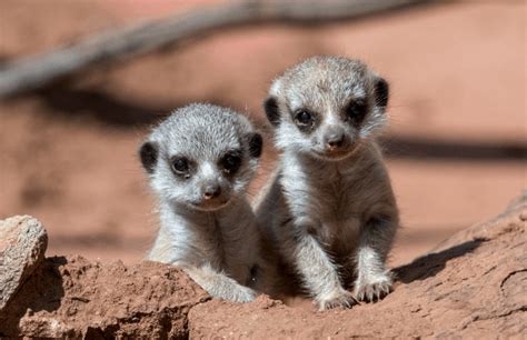 Newborn Meerkats