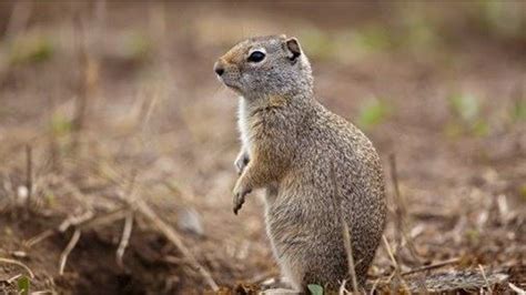 Threatened ground squirrel could halt Idaho dam expansion | ktvb.com