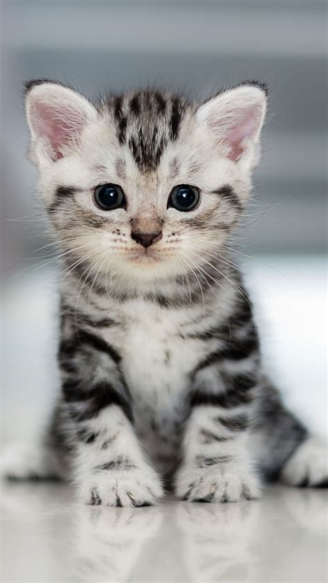 Animal / Cat (1080x1920) Mobile Wallpaper | Cute baby cats, Cute cat ...