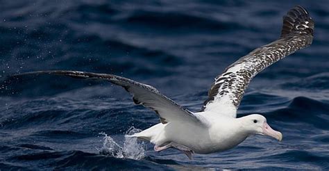 Diomedea exulans (Wandering albatross)