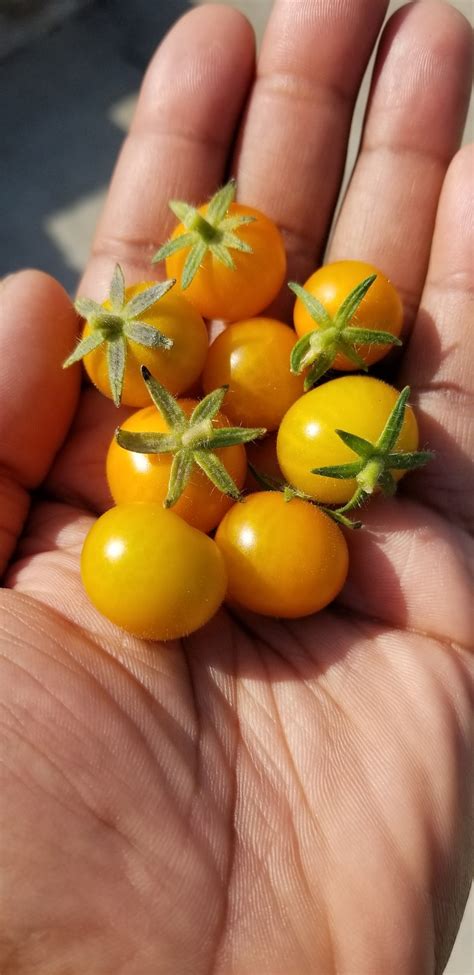Orange Hat Tomato Seeds Micro Dwarf - Etsy