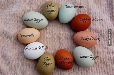 Easter Egger Egg Color Chart