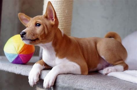 Basenji Puppies | Basenji puppy, Basenji dogs, Dogs