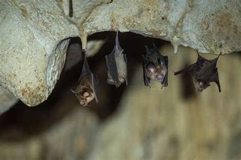 Why are bats taking night time break on Bay Area front porch