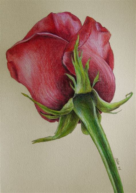 Pin by Megan Limecooly on Art | Color pencil art, Flower drawing, Colorful drawings