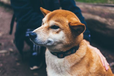 How to Clean Dog Ears With Hydrogen Peroxide – Step By Step – Long Live Your Dog