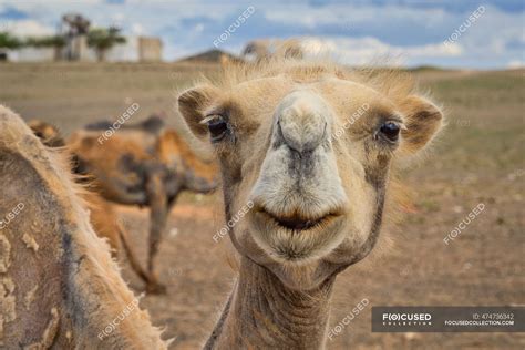 Bactrian camel - Stock Photos, Royalty Free Images | Focused