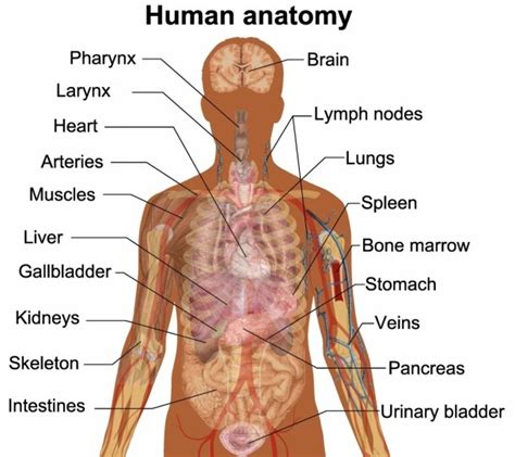 Parts Of Male Body With Diagram