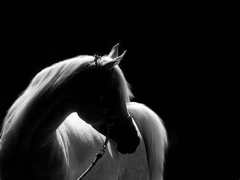 HD wallpaper: white horse, NO ONE, PERFECT, EXPLORE, black Background, black And White ...