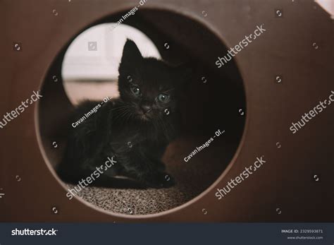 60,253 Black Cat Blue Eyes Royalty-Free Images, Stock Photos & Pictures ...