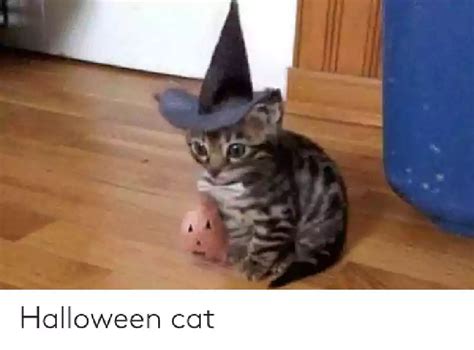 21 Funny Halloween Cat Memes Free Download 2024 - QuotesProject.Com