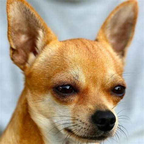 How To Care For Chihuahuas | VIDA Veterinary Care