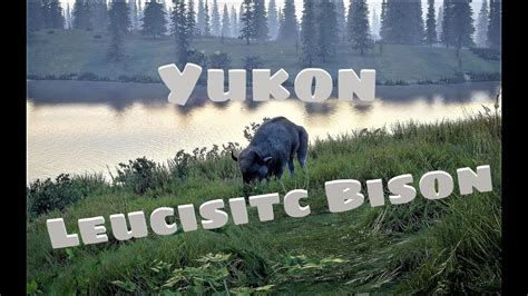 Leucistic Bison with Hawk Edge Bow, theHunter Call of the Wild - YouTube