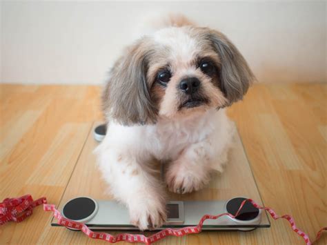 Shih Tzu Weight Chart – What to Expect from Your Dog or Puppy - Raised Right - Human-Grade Pet Food