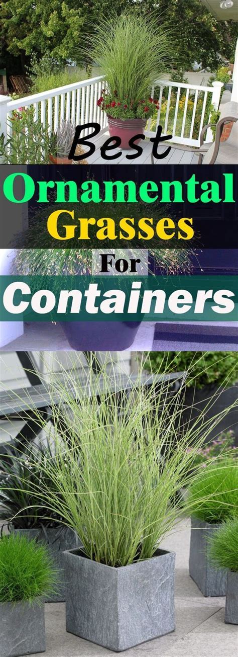 22 Best Ornamental Grasses for Containers + How to Grow them | Grasses landscaping, Patio plants ...