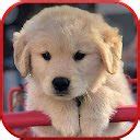 Cute Dog Wallpaper HD علامة تبويب جديدة مخصصة في Chrome