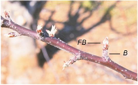 Apple flower buds ( FB ) are often initiated on terminal buds of short... | Download Scientific ...