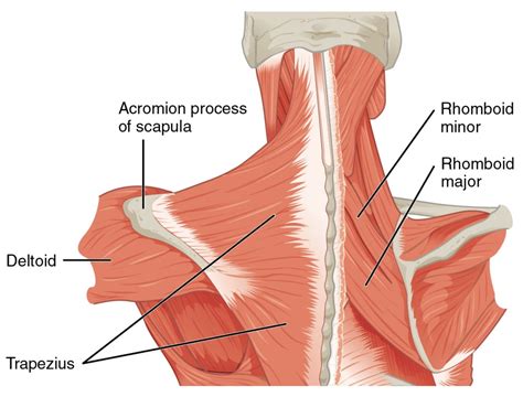 Posterior axio-appendicular muscles – Meddists