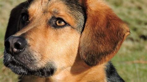 German Shepherd Beagle Mix: A Comprehensive Owner's Guide