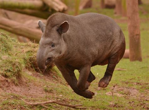 a large animal running across a grass covered field