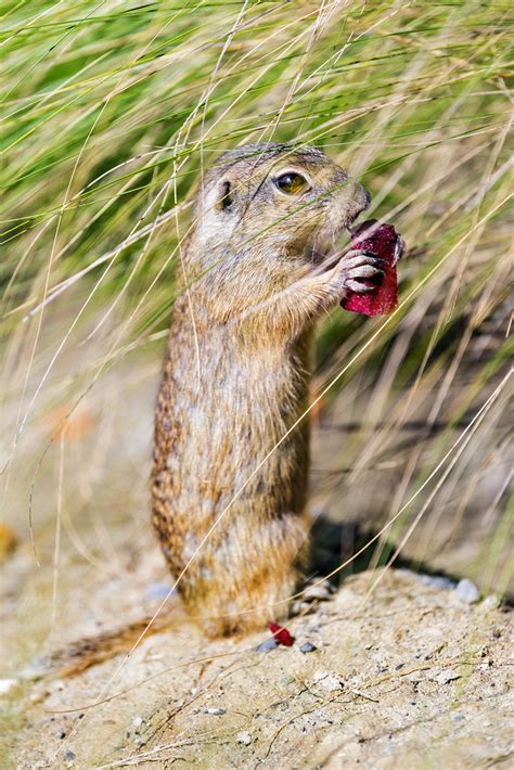 Ground squirrel eating | A ground squirrel standing and eati… | Flickr