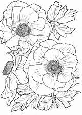 Flower Coloring Pages For Adults  Best Kids sketch template