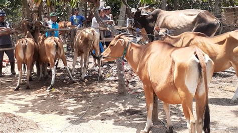 Peternak Sapi Mandiri di Jembrana Tak Setuju Asuransi Hanya untuk ...