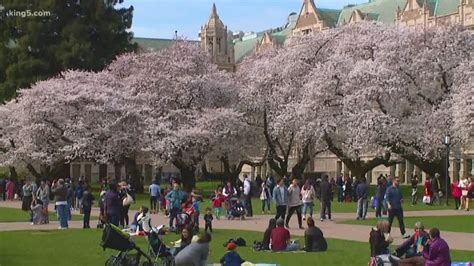 University of Washington cherry blossoms in peak bloom | king5.com