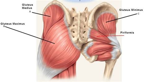 Gluteus Maximus Pain