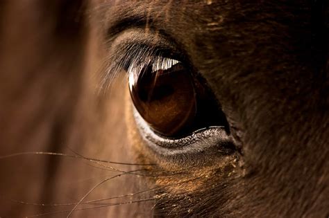 A Guide To Understanding Your Horse's Body Language