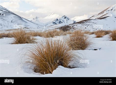 Tussock grass in snow at Lindis Pass, mountain scenery, Otago, South Island, New Zealand Stock ...