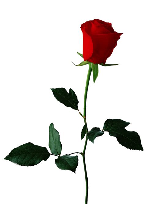 One Red Rose Clipart
