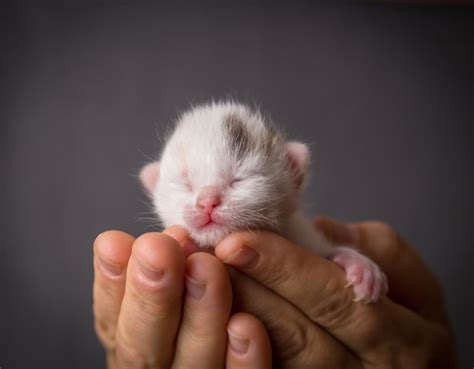 How to Take Care of a Kitten With No Mother?