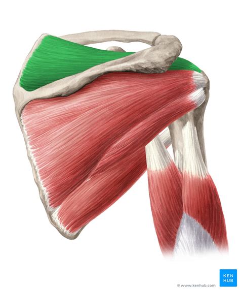 Supraspinatus Supraspinatus Muscle Muscle Anatomy Neck Muscle Anatomy ...