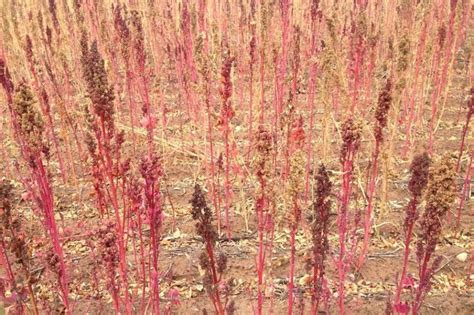 First commercial-scale harvest of quinoa | Crop insurance, Quinoa ...