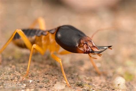 Soldier Termites - Pest Control and Garden Care