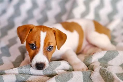 299+ Jack Russell Names (Exciting Ideas For Your New Pup!)