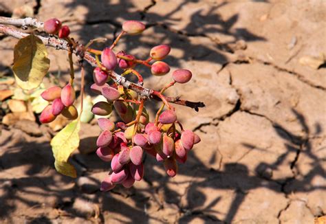 Iranian Pistachio Farms Withering Away | Financial Tribune